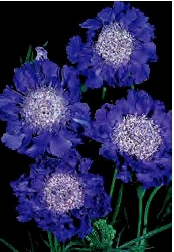 SCABIOSA CAUCASICA FAMA BLU NR.1000 SEMI